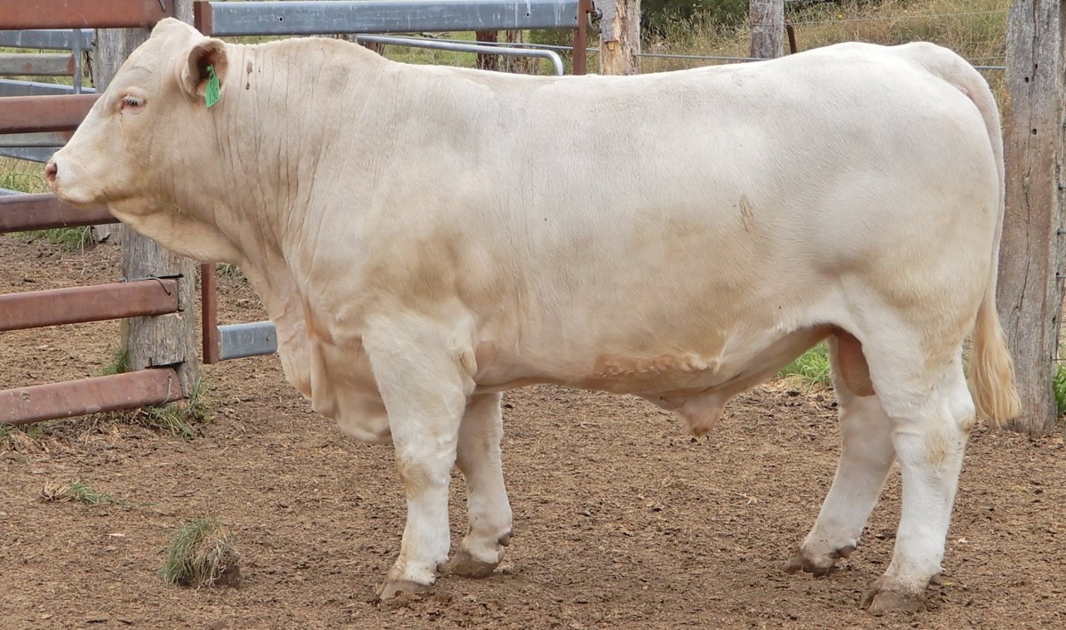 Violet Hills 15th Annual Sale Report