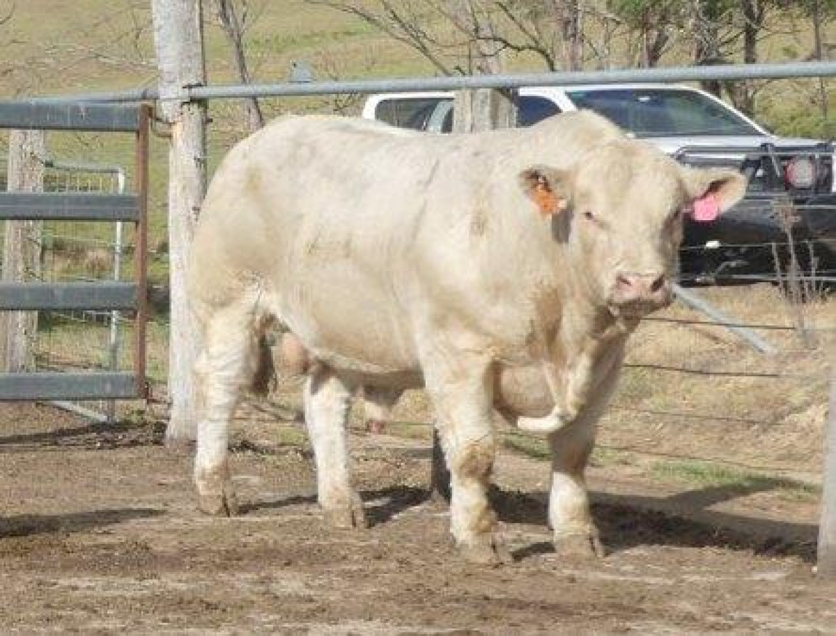 Violet Hills 16th Annual Sale Report